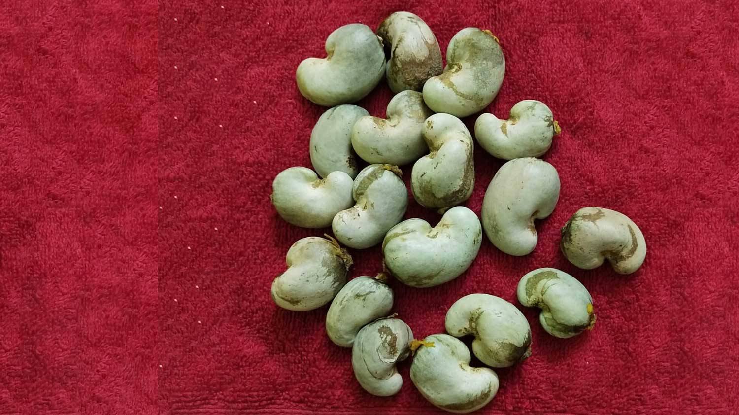 RAW CASHEW NUTS IN SHELL RAW CASHEW NUTS IN SHELL