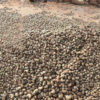 Cashew-seeds