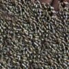 Cassia-tora-seed