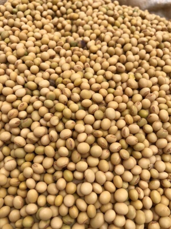 Soya Beans - Image 2