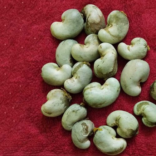 Raw-Cashew-seeds
