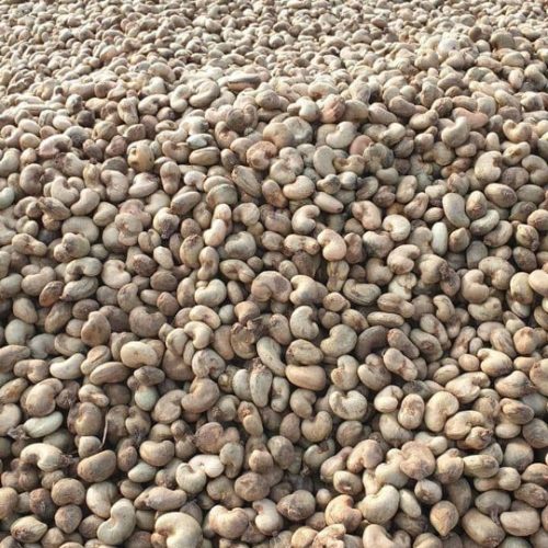 Raw-cashew-seeds