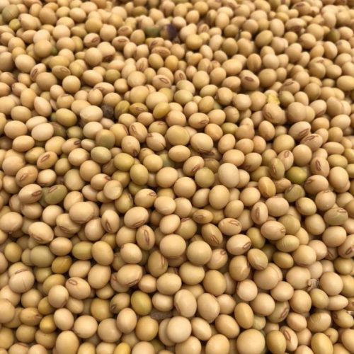 Soya beans 1