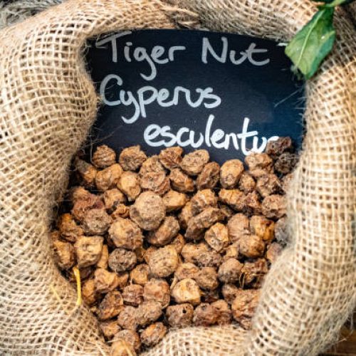 Tiger-nut-seeds