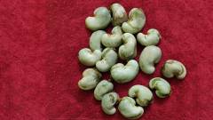 RAW CASHEW NUTS IN SHELL